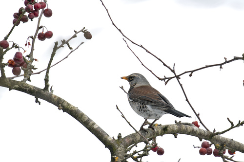 Zorzal real (Turdus pilaris)