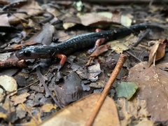 Plethodon shermani