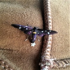 Hampsonata natalithala