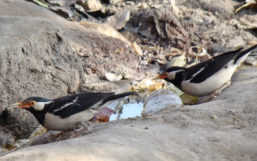 Indian Pied Starling