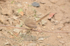 Prinia sylvatica