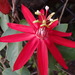 Passiflora 'Scarlet Flame' - Photo (c) Ali and Brice, some rights reserved (CC BY-NC), uploaded by Ali and Brice