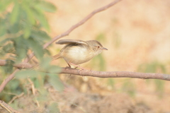 Prinia sylvatica