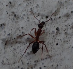 Camponotus inaequalis