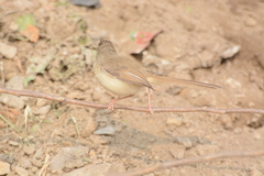 Prinia sylvatica