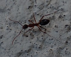 Camponotus inaequalis