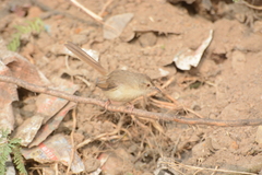 Prinia sylvatica