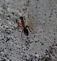 Camponotus inaequalis