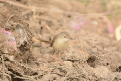 Prinia sylvatica