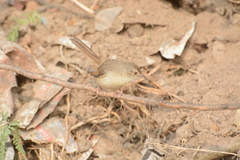 Prinia sylvatica