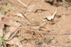 Prinia sylvatica