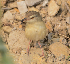 Prinia sylvatica