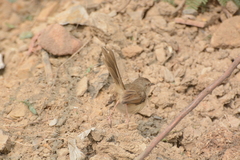 Prinia sylvatica