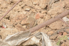 Prinia sylvatica