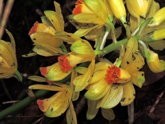 Calanthe woodfordii, photograph Jacy Chen, CC BY, iNaturalist via GBIF