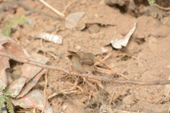 Prinia sylvatica