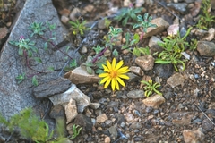 Chaetanthera schroederi