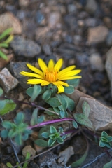 Chaetanthera schroederi