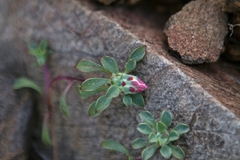 Chaetanthera schroederi