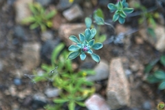 Chaetanthera schroederi