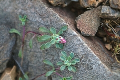 Chaetanthera schroederi