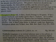 Cylindrobasidium laeve