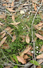 Alepidea capensis capensis