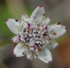 Alepidea capensis capensis