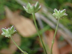 Alepidea capensis capensis