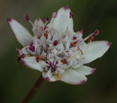Alepidea capensis capensis