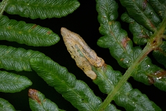 Phytoliriomyza