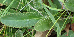 Alepidea capensis capensis