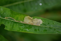 Mompha raschkiella