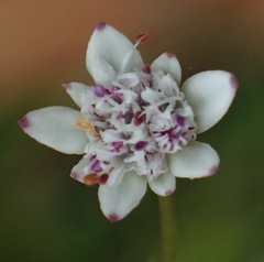 Alepidea capensis capensis