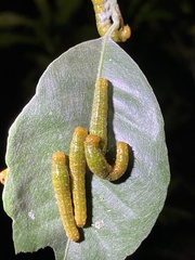 Heraclides anchisiades