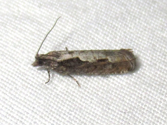 Chimoptesis