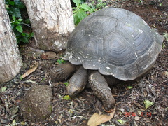 Chelonoidis niger