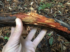 Phanerochaete sanguinea