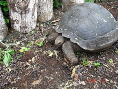 Chelonoidis niger