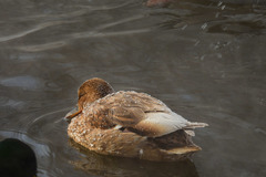 Anas platyrhynchos