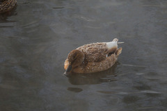 Anas platyrhynchos
