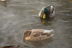 Anas platyrhynchos