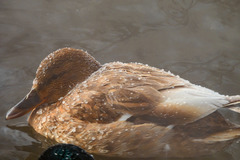 Anas platyrhynchos