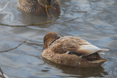 Anas platyrhynchos
