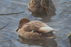 Anas platyrhynchos