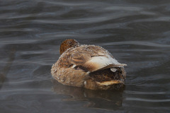 Anas platyrhynchos
