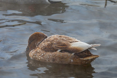 Anas platyrhynchos