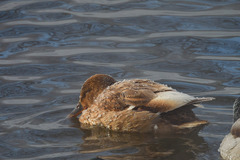 Anas platyrhynchos