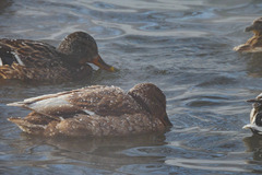 Anas platyrhynchos