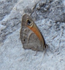 Cissia rubricata pseudocleophes